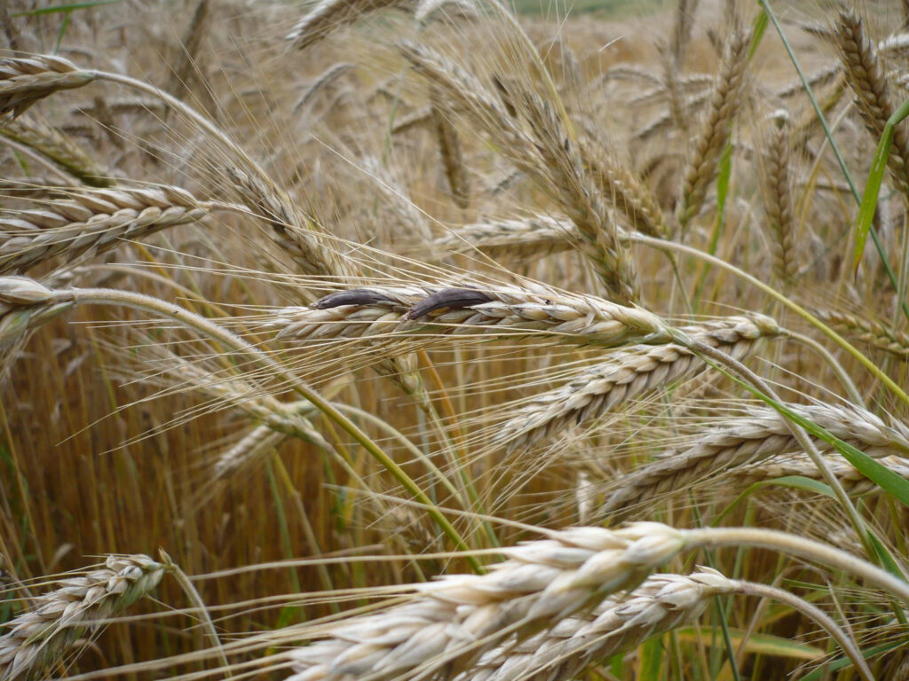 Triticale mit starken Befall von Mutterkorn